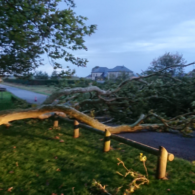 Insolite - Arbre tombé à Gellainville aux Platanes le 14 octobre 2019